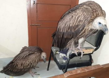 খাগড়াছড়িতে গ্রিফন প্রজাতির শকুন