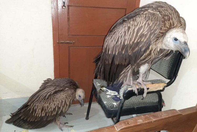 খাগড়াছড়িতে গ্রিফন প্রজাতির শকুন
