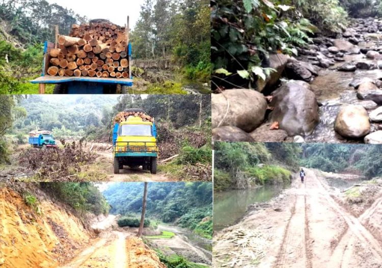বান্দরবানে চলছে গাছ ও পাথর পাচারের মহোৎসব