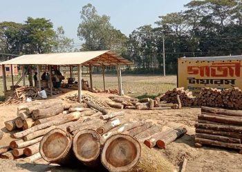 হাটহাজারীতে ব্যাঙের ছাতার মত গড়ে উঠেছে অবৈধ করাত কল