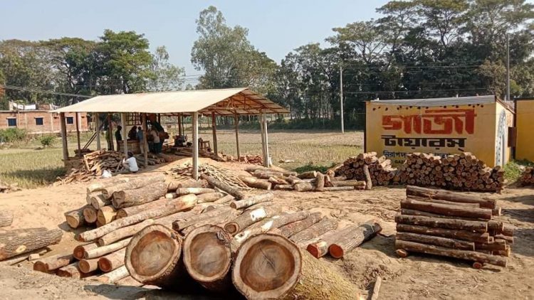 হাটহাজারীতে ব্যাঙের ছাতার মত গড়ে উঠেছে অবৈধ করাত কল