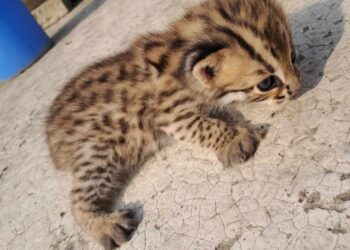 কর্ণফুলীতে ধরা প্রাণীটি মেছোবাঘ, না বিড়াল!