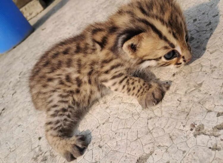 কর্ণফুলীতে ধরা প্রাণীটি মেছোবাঘ, না বিড়াল!