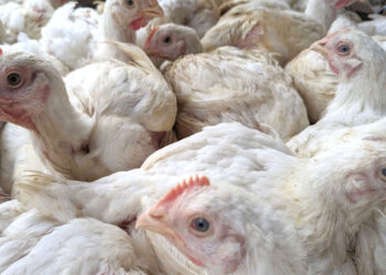 আচানক বেড়ে গেল দাম/১৭০ টাকার ব্রয়লার মুরগি ২৭০ টাকা