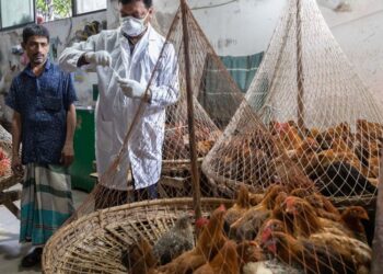 বাংলাদেশে সংক্রামক রোগ-মহামারি মোকাবিলায় যুক্তরাষ্ট্রের ‘ওয়ান হেলথ’ প্রকল্প