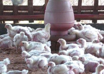 প্রচন্ড তাপদাহে ব্যাপক ক্ষতির সম্মুখীন হচ্ছেন পোল্ট্রি খামারিরা