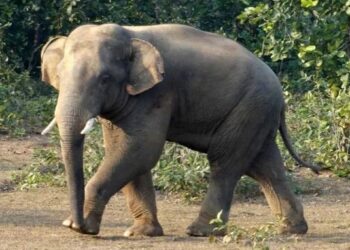 বাঁশখালীতে হাতির হামলায় প্রাণ গেল যুবকের