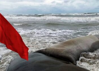 ঘূর্ণিঝড় ‘রেমাল’, পায়রা ও মোংলা সমুদ্রবন্দরে দশ নম্বর মহাবিপদ সংকেত