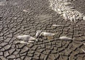 মেক্সিকোয় খরায় হ্রদ শুকিয়ে মরেছে হাজার হাজার মাছ