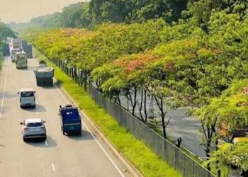 ঢাকা-চট্টগ্রাম হাইওয়ের কুমিল্লায় বিমোহিত করছে ফুলের সৌন্দর্য
