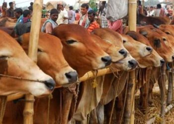 ঈদুল আজহায় কোরবানি হয়েছে এক কোটি চার লাখ আট হাজার ৯১৮ পশু