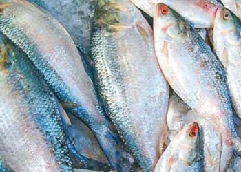 দুর্গাপূজা উপলক্ষে ভারতে তিন হাজার মেট্রিকটন ইলিশ রপ্তানির অনুমোদন