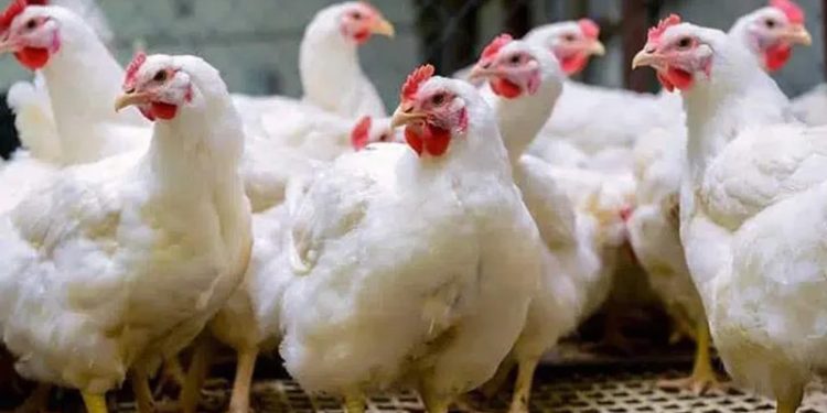 ঈদের আগে চড়া গরু ও মুরগির বাজার