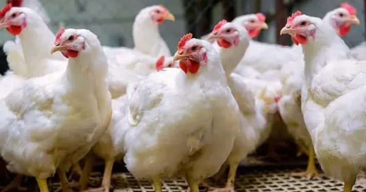 ঈদের আগে চড়া গরু ও মুরগির বাজার